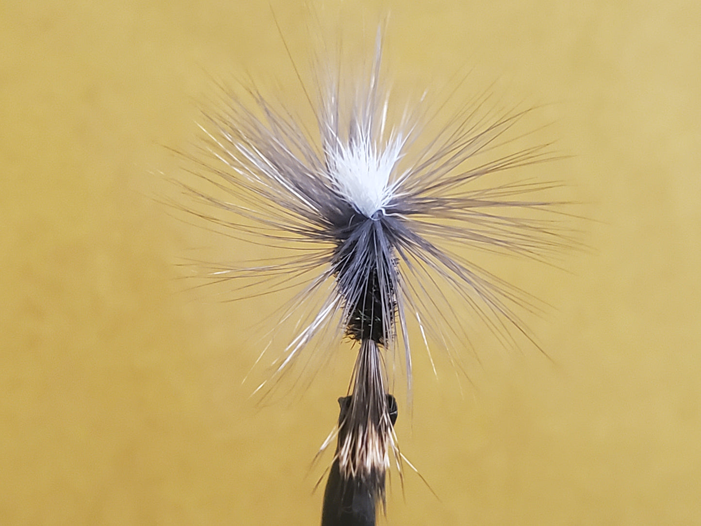 Isonychia Parachute Dry Fly, Capt. Ken's Fast Water Isonychia